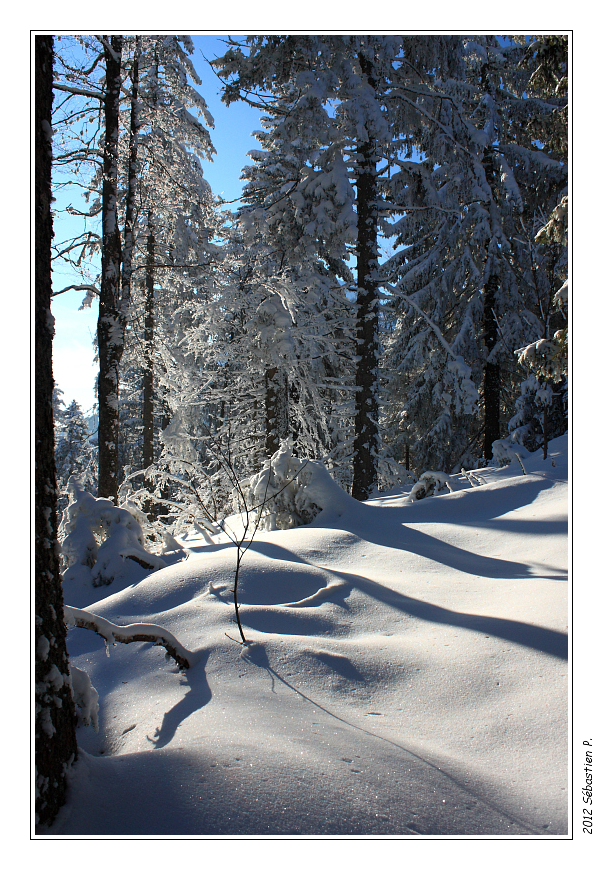 Pinea_009-border.jpg - Soleil rasant d'une belle fin d'après-midi d'hiver