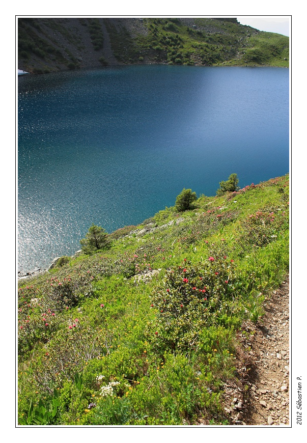 Lac_de_Crop_029.jpg - On redescend au milieu des rhododendrons