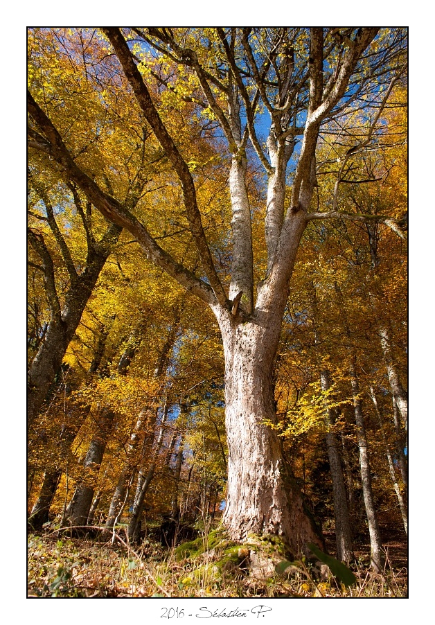 Bagenelles_Brezouard_003.jpg - Départ de la randonnée au col du pré de Raves. Dans la descente, quelques superbes arbres !