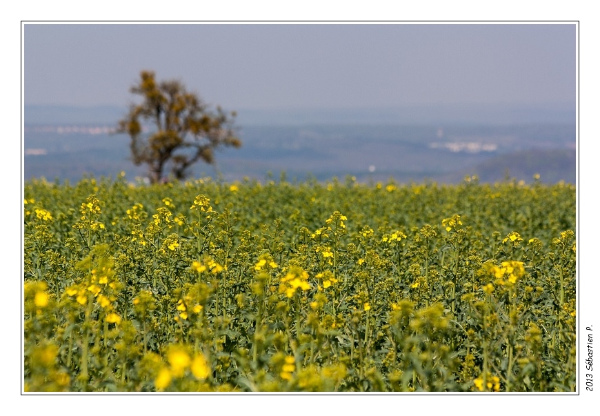Gr5_Betting_Guenviller_009.jpg - Arbre solitaire et champ de colza dominant le bassin houiller.