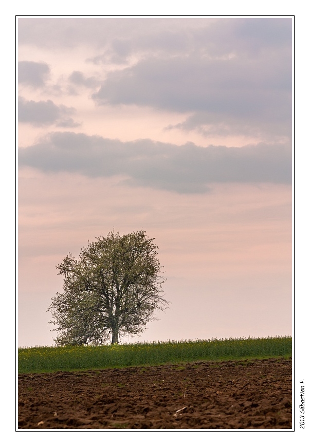 Gr5_Betting_Guenviller_041.jpg - Arbre en fleur au crépuscule !