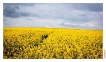 Fresnois_Plateau_lorrain_015