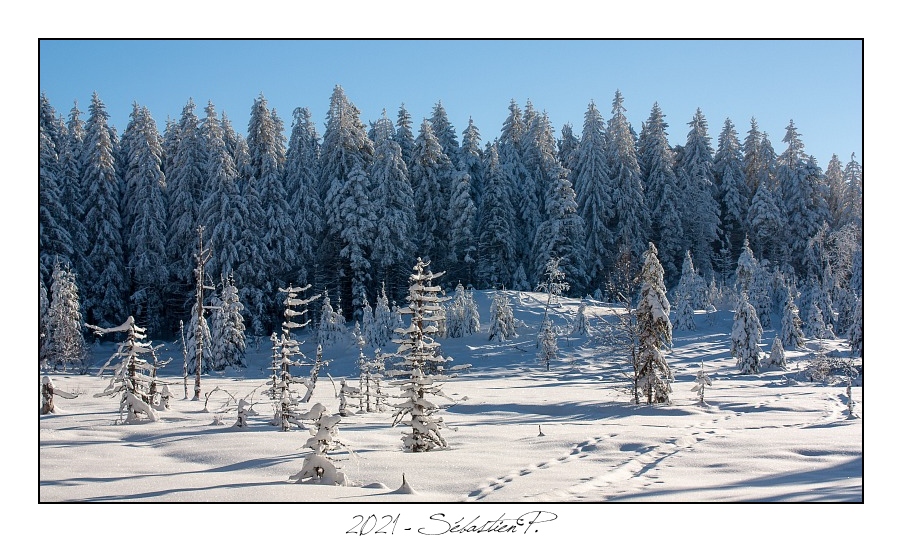 2021_01_Rondfaing-081.jpg - Drôles de silhouettes des vieux arbres de la tourbière