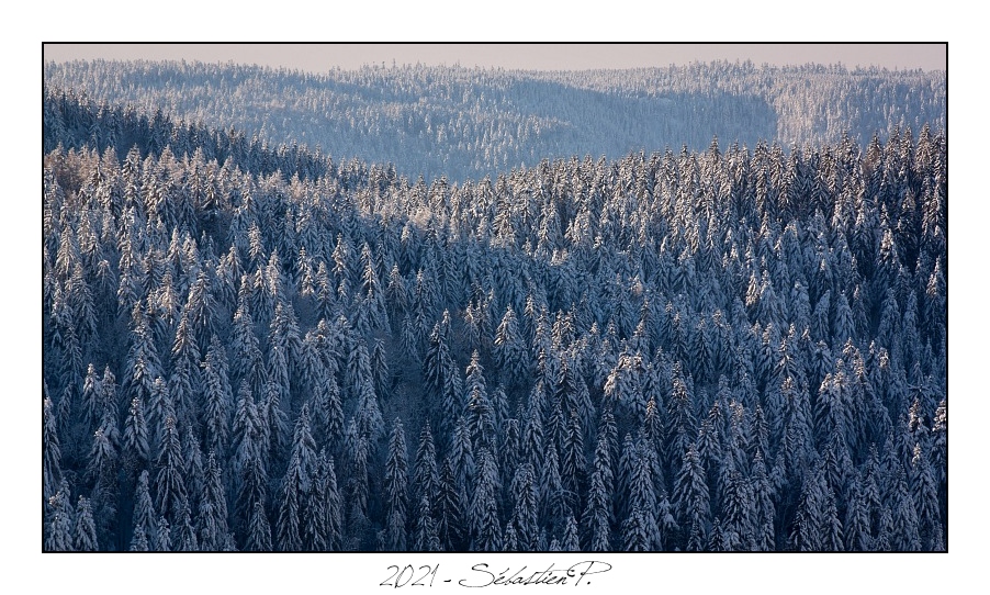 2021_01_Rondfaing-094.jpg - Même en mauvaise santé, la forêt vosgienne reste magnifique