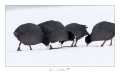 Pays_Girancourt_hiver